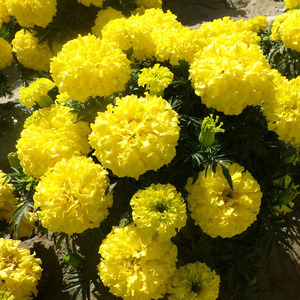 万寿菊花卉种子黄色大花菊花种子四季易种室内盆栽花园观赏花种籽