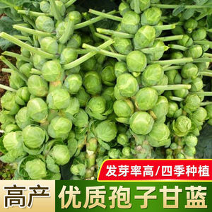 抱子甘蓝孢子甘蓝种子苗蔬菜种籽紫子持小包菜卷心菜包心菜孑菜种