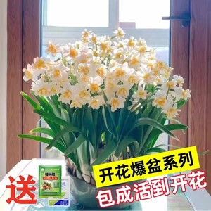 水仙花种球室内阳台水培水养水仙盆栽四季花卉冬天种耐寒植物种子