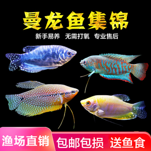 黄蓝曼龙鱼热带观赏鱼五彩血丽丽珍珠马甲鱼吃蛋白活体小型淡水鱼