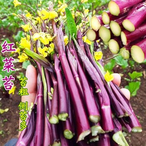 金秋红菜苔种子紫菜薹红菜心种籽菜芯春夏秋四季阳台盆栽蔬菜种孑