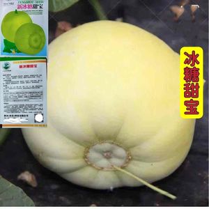 日本甜宝甜瓜种籽特大正品白种籽春季四季种孑水果种子超甜香瓜籽
