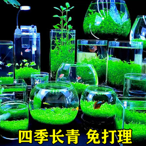 水草种子生态玻璃瓶真植物种籽孑盆栽水培绿植物装饰草缸鱼缸造景