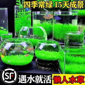 水草种子生态玻璃瓶真植物种籽孑盆栽水培植物浮萍藻草缸鱼缸造景