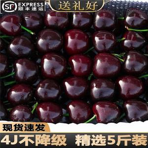 智利车厘子5斤新鲜水果当季整箱孕妇进口品种樱桃3j4j特大果礼盒