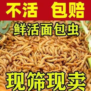 面包虫活虫黄粉虫活体幼虫子金龙鱼蝎子乌龟画眉鸟食石蛙饲料包邮