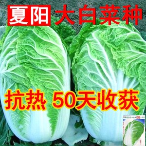夏阳大白菜种子夏天种的菜50天早熟抗热耐高温夏季蔬菜种籽孑盆栽
