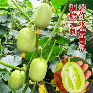 玉女黄瓜种籽脆甜水果黄瓜种孑四季阳台盆栽蔬菜拇指小黄瓜种子苗