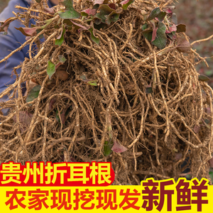 贵州农家鱼腥草带泥现挖折耳根新鲜蔬菜猪鼻孔节节根嫩根种根折儿