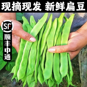 现摘现发新鲜青扁豆5斤刀豆当季四季豆角农家自种芸豆蔬菜无筋豆