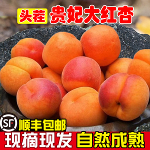 当季陕西贵妃大红杏甜核杏子新鲜水果头茬现摘酸甜杏儿自然熟顺丰