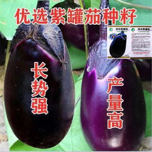 特大紫罐茄种子春早茄子种籽牛心紫黑罐茄露地春季四季播蔬菜种孑