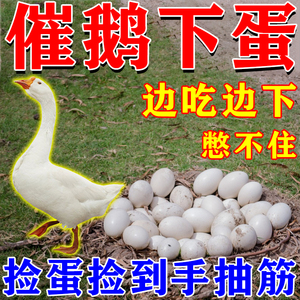 蛋多多增蛋宝催鹅下蛋药蛋少不下蛋吃什么鸡鸭鹅鹌鹑产蛋专用饲料