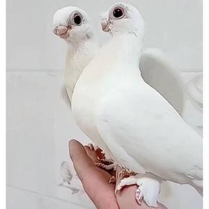 新疆系金眼短嘴观赏鸟种鸽种蛋一对豆眼白鸽子毛腿可孵化受精蛋