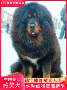藏獒纯种幼犬雪獒铁包金狮王藏獒高加索犬中亚牧羊犬坎高犬巨型犬