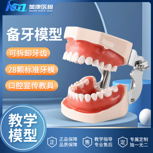 备牙模型牙科口腔材料器械牙齿模型口腔教学练习模型树脂牙模材料
