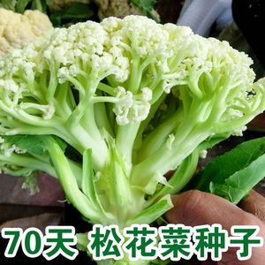 新松青梗松花菜种子70天散花耐热耐寒春季秋季四季蔬菜花菜种子