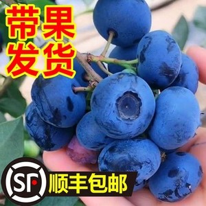 蓝莓树果苗带果蓝莓苗盆栽南北方种植兔眼特大阳台果树苗当年结果