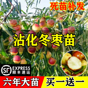 枣树活苗沾化冬枣青枣树苗南方北方种植庭院地栽果树果苗当年结果