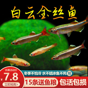 白云金丝鱼爆缸原生鱼不加温冷水观赏鱼低温好养易活金鱼小型灯科