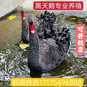 黑天鹅活苗活物一对出售成年黑天鹅活体景区观赏鹅两三年产蛋种鹅