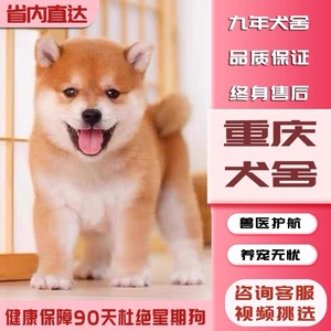 【重庆犬舍】纯种日本柴犬幼犬活体赤柴活体宠物狗黑柴豆柴血统犬