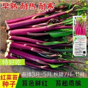 武汉洪山红菜苔薹种子 阳台庭院秋季播盆栽菜心蔬菜 易种