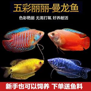 黄蓝曼龙鱼活体七彩蓝血丽丽马甲观赏小型热带鱼接吻鱼好养不打氧