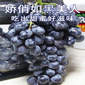 美国黑加仑黑提4斤新鲜当季进口品种品种水果提子美人指葡萄整箱