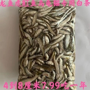 鲫鱼苗冰冻麦穗鱼草鱼食蚊鱼饲料鱼龙鱼白条鱼冷冻小杂鱼新鲜小鱼