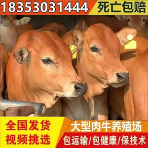 鲁西黄牛肉牛犊活体小牛活牛崽西门塔尔牛大型种牛肉牛养殖技术