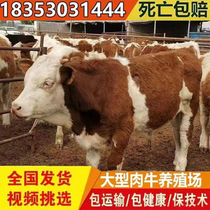 西门塔尔牛肉牛犊活牛出售西门塔尔牛犊子小母牛鲁西黄牛养殖技术