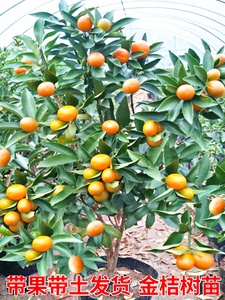 脆皮金桔带果发货盆栽树苗四季果树可食用橘子苗脆皮金橘室内常绿