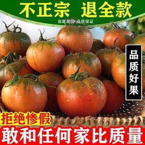 盘锦盐碱地铁皮柿子新鲜水果柿子丹东草莓柿子番茄生吃草莓西红柿
