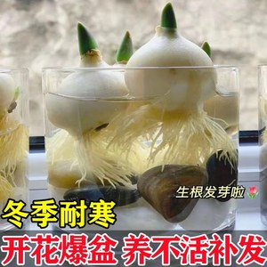 水培郁金香大种球水仙花种子花卉盆栽绿植物室内鲜花好养活风信子