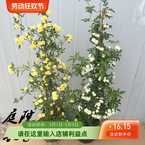 黄木香花苗爬藤植物红白木香树苗大苗室内庭院四季开花木香花盆栽