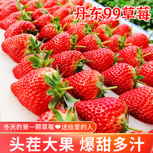 【现摘先发】丹东九九草莓新鲜水果牛奶99红颜大草莓当季顺丰包邮