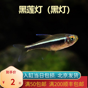 黑莲灯灯管鱼北京小型草缸观赏鱼淡水新手耐养热带鱼群游南美