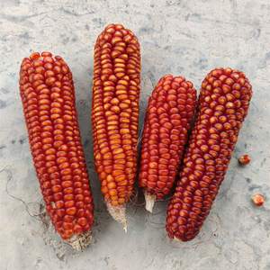 老品种小粒红玉米农家自留传统鸡脚跳干玉米粒五谷杂粮非转基因