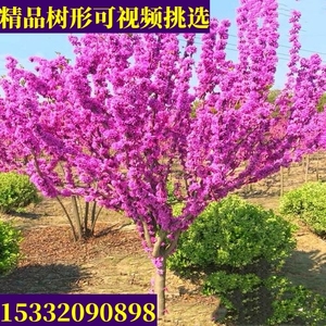 四季观赏紫荆树紫荆花满条红耐寒耐旱四季种植盆景树桩树苗