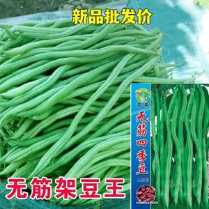 无筋架豆王种子四季豆特长无筋豆角荚长肉厚高产无丝无柴蔬菜种孑