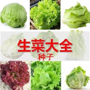 (6种生菜)原装袋生菜种子结球生菜 紫叶生菜生菜四季速生快菜种子
