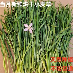 24年兔兔干草烘干小麦草兔子龙猫荷兰猪牧草农家种植香嫩叶多无穗