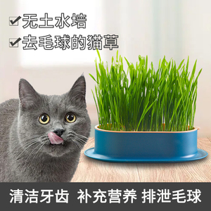 猫草无土水培盒小麦种子懒人种植盆栽助化毛球清口气猫咪零食用品