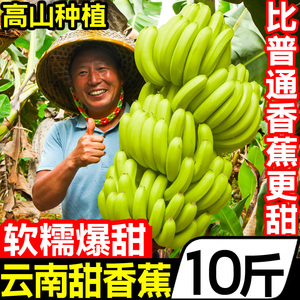 正宗云南高山甜香蕉10斤新鲜水果自然熟banana芭蕉大香蕉当季整箱