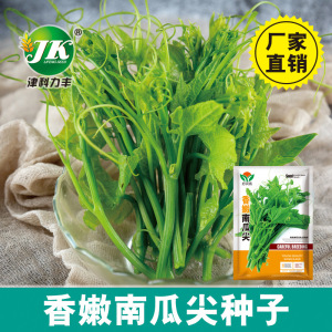 香嫩南瓜尖种子种籽苗专吃茎嫩叶藤青菜盆栽特色蔬菜吃苗孑叶