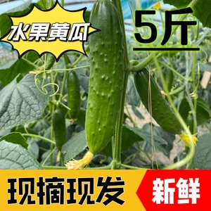 新鲜现摘现发山东水果黄瓜蔬菜脆嫩5斤整箱包邮产地直发