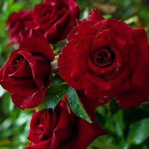 月季 黑魔术月季大花苗四季开花阳台鲜花盆栽红玫瑰花卉
