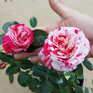 节日礼花红白大花条纹月季花苗阳台庭院四季芳香花卉玫瑰盆栽植物