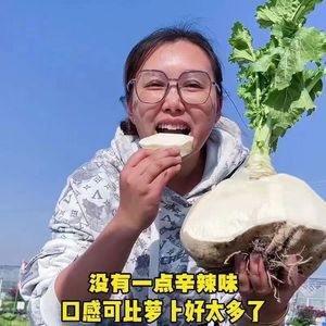 白玉盘菜种籽温州盘菜头可腌制大头菜芥菜种子农家秋蔬菜种孑